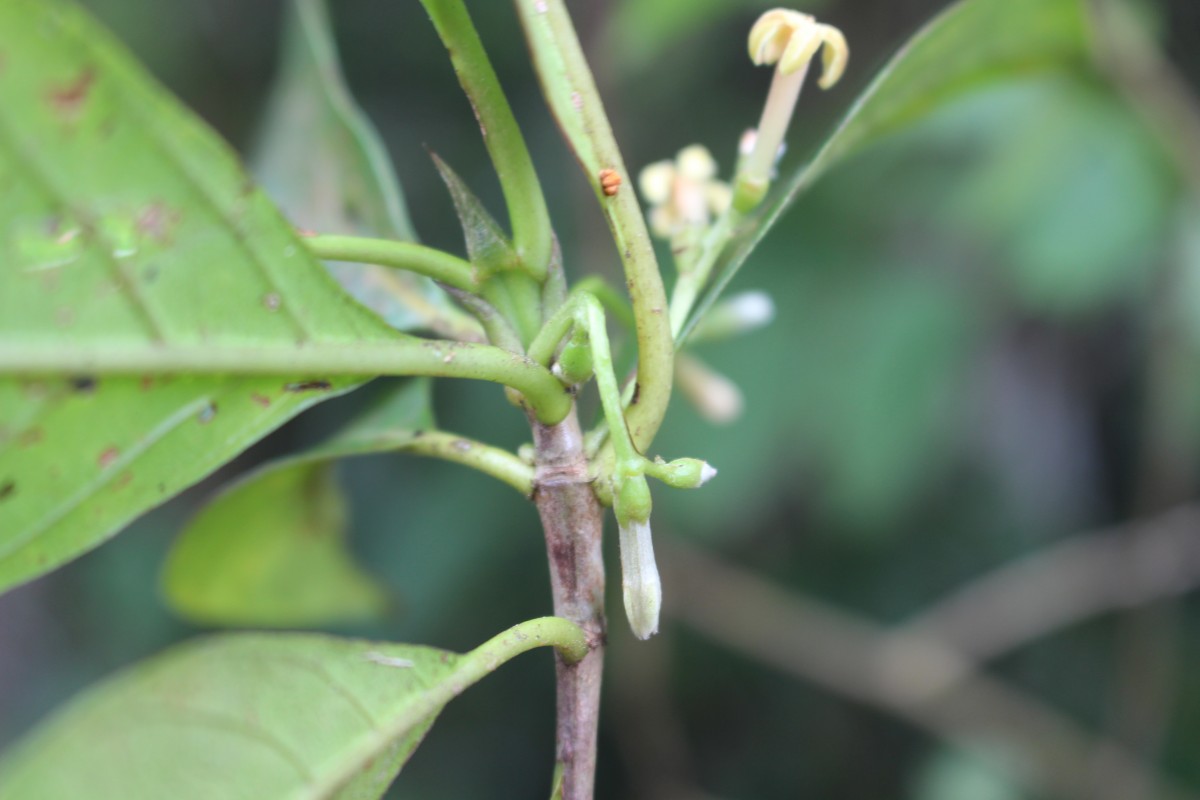 Timonius flavescens (Jacq.) Baker